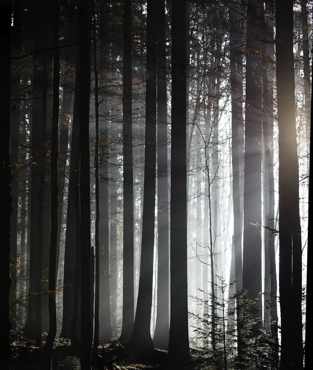 Fotografía de siluetas de árboles forestales