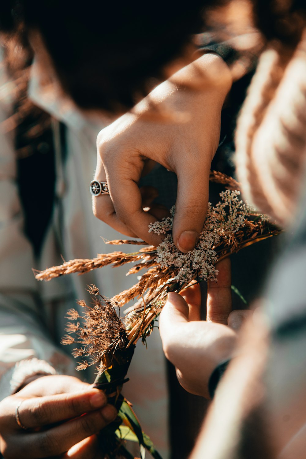 person holding brown plant