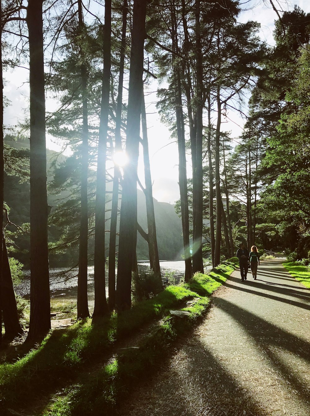 two people walking on pathway near trees