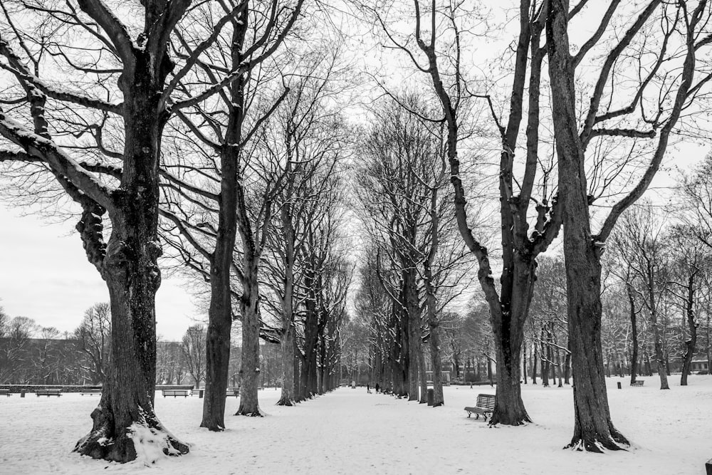grayscale photo of snow-covered pathway with trees