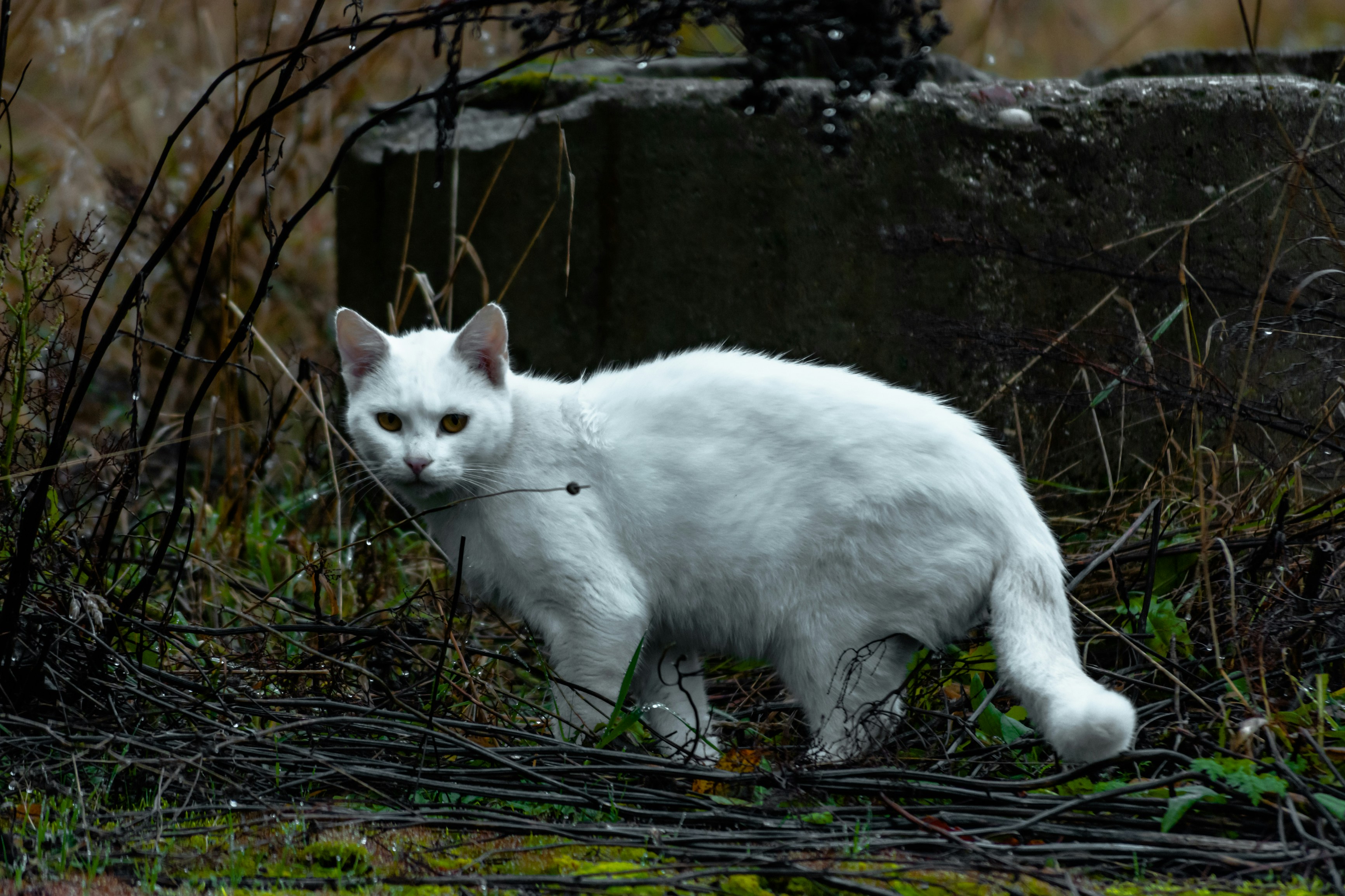 white cat prowling photo u2013 Free Animal Image on Unsplash