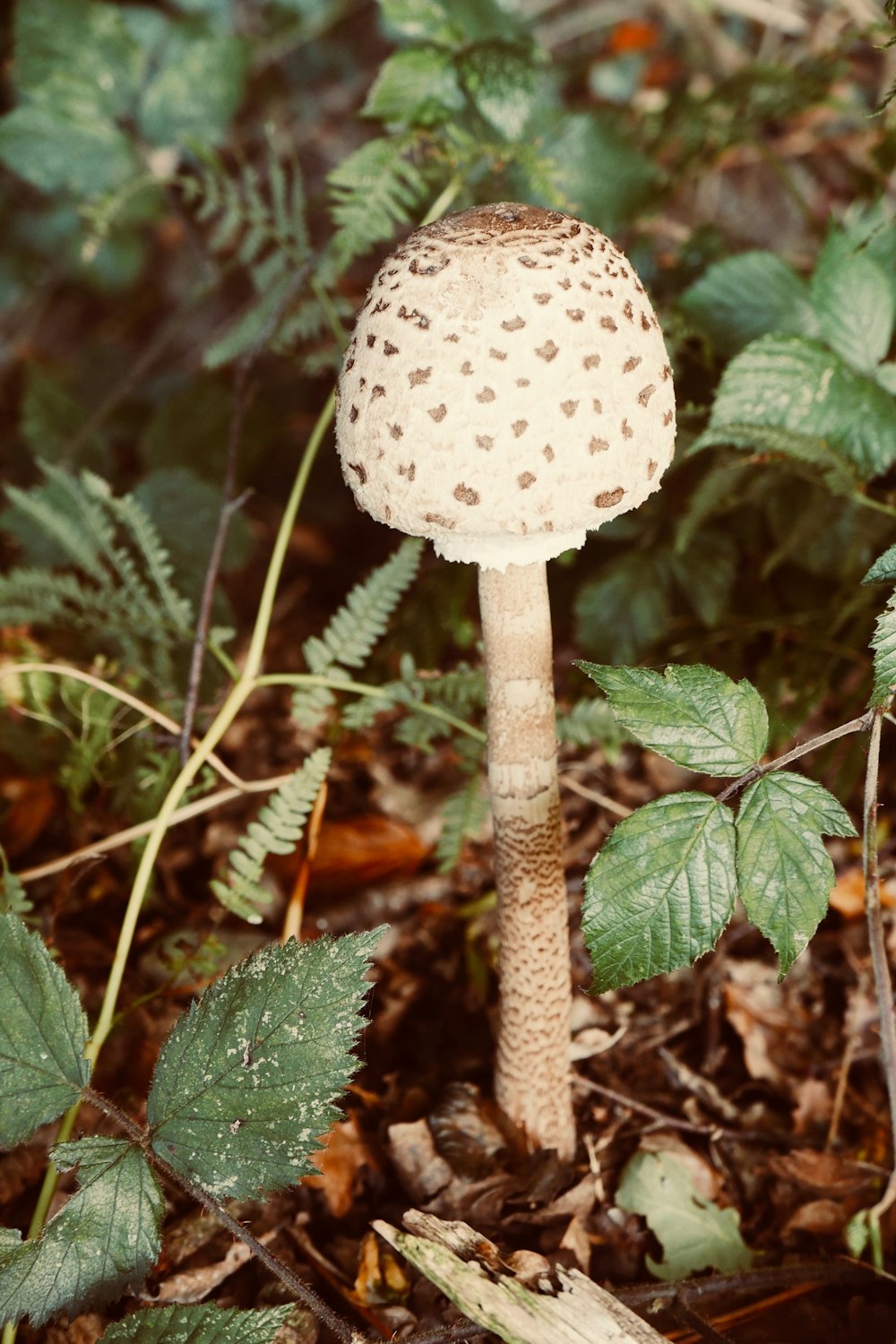 white mushroom