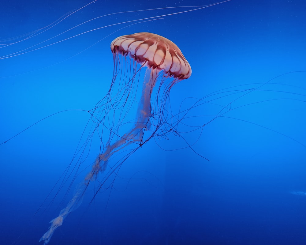 brown jellyfish underwater