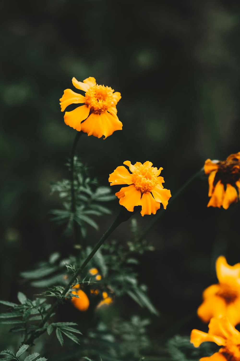 macro photography of yellow-petaled flowers during daytime