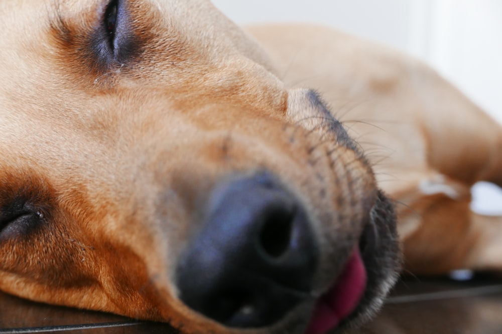 short-coated brown dog sleeping