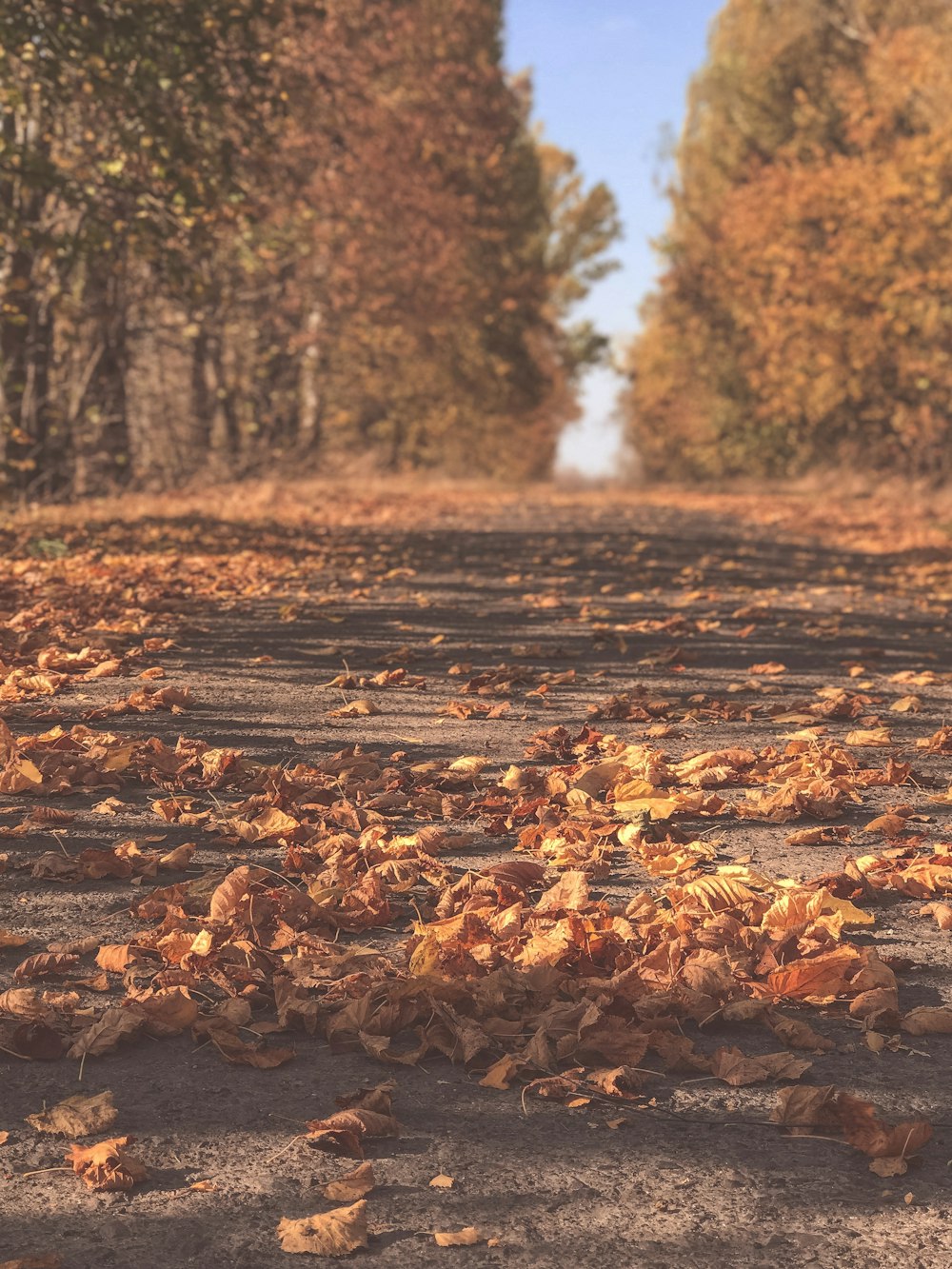 road between trees covered with withered leaves