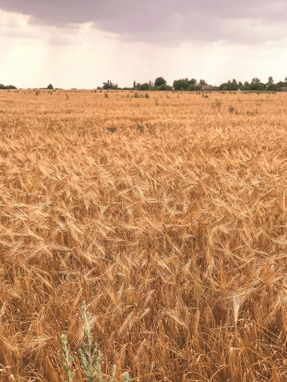 brown wheat field