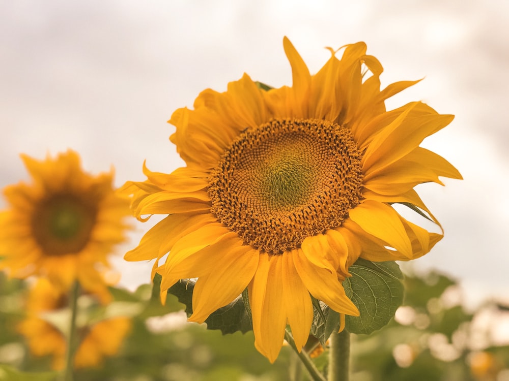 sunflower photograph