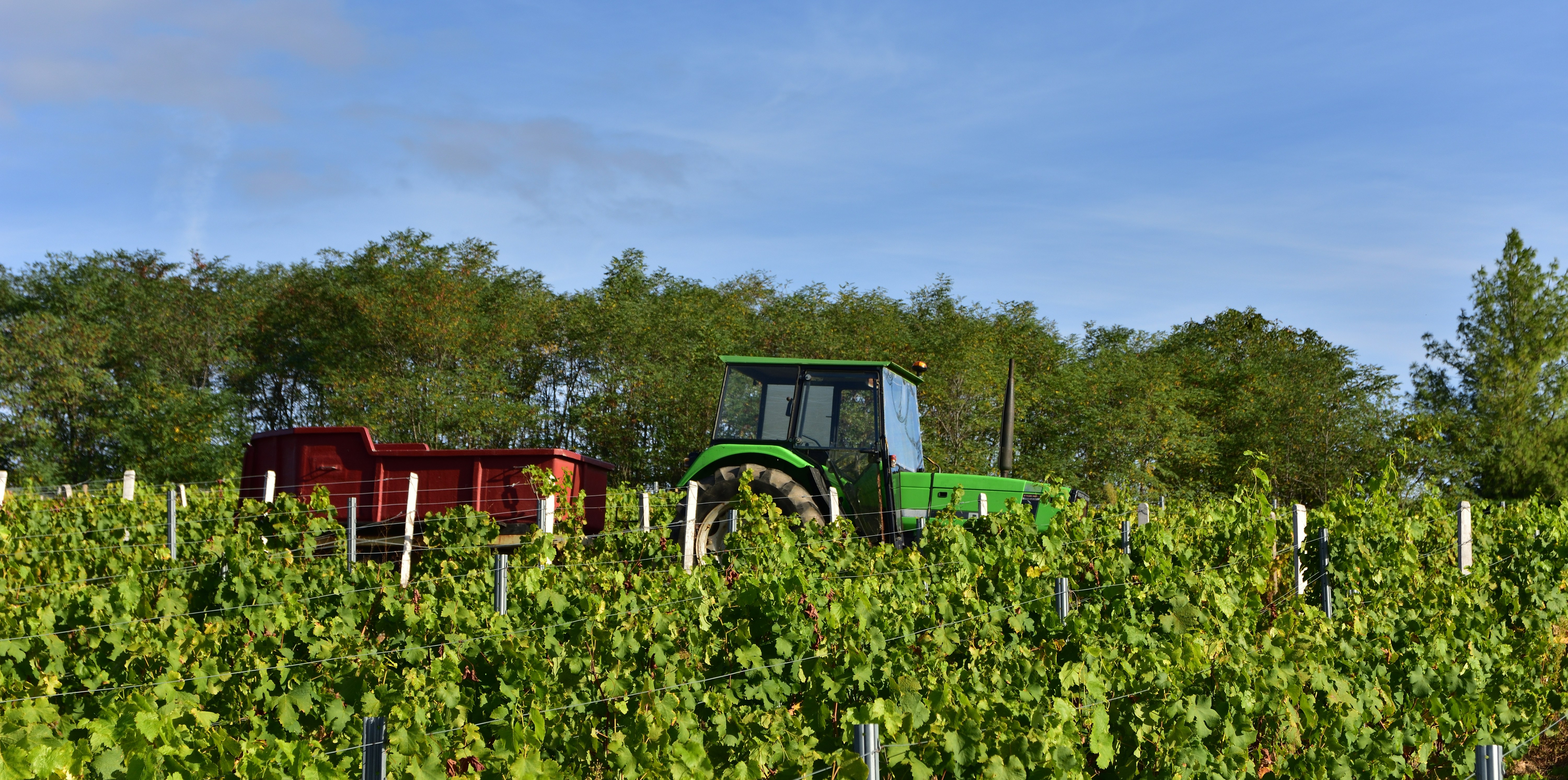 A narrow specialty tractor driving between rows of grapevines in a vineyard