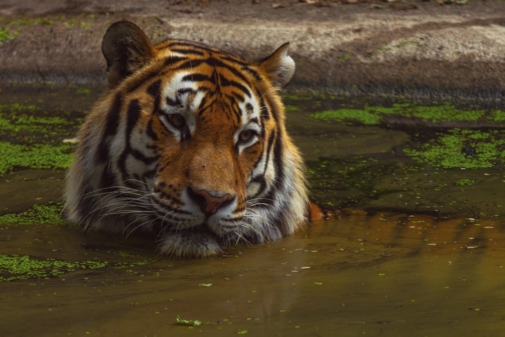 Tiger In Water Pictures | Download Free Images on Unsplash