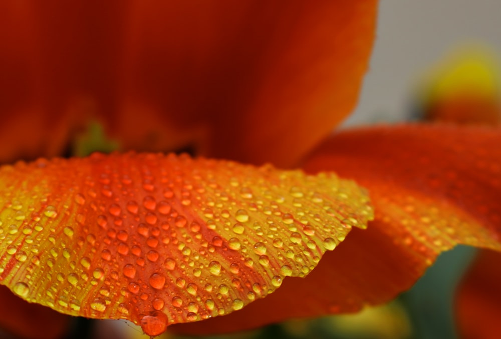 yellow and orange-petaled flower