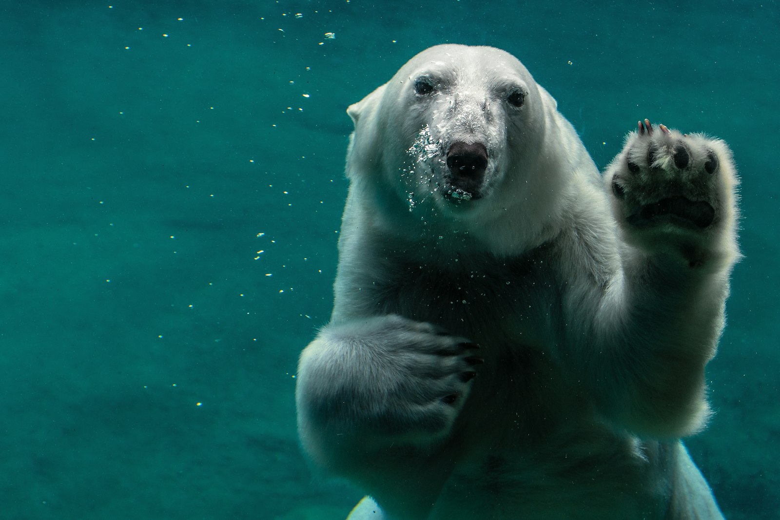 Nikon D500 + Nikon AF-S Nikkor 70-200mm F2.8G ED VR sample photo. White polar bear swimming photography