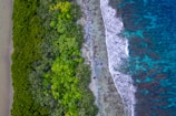 Aerial view of a lush green forest running parallel to a vibrant blue ocean with clearly visible waves and coral reefs near the shoreline.