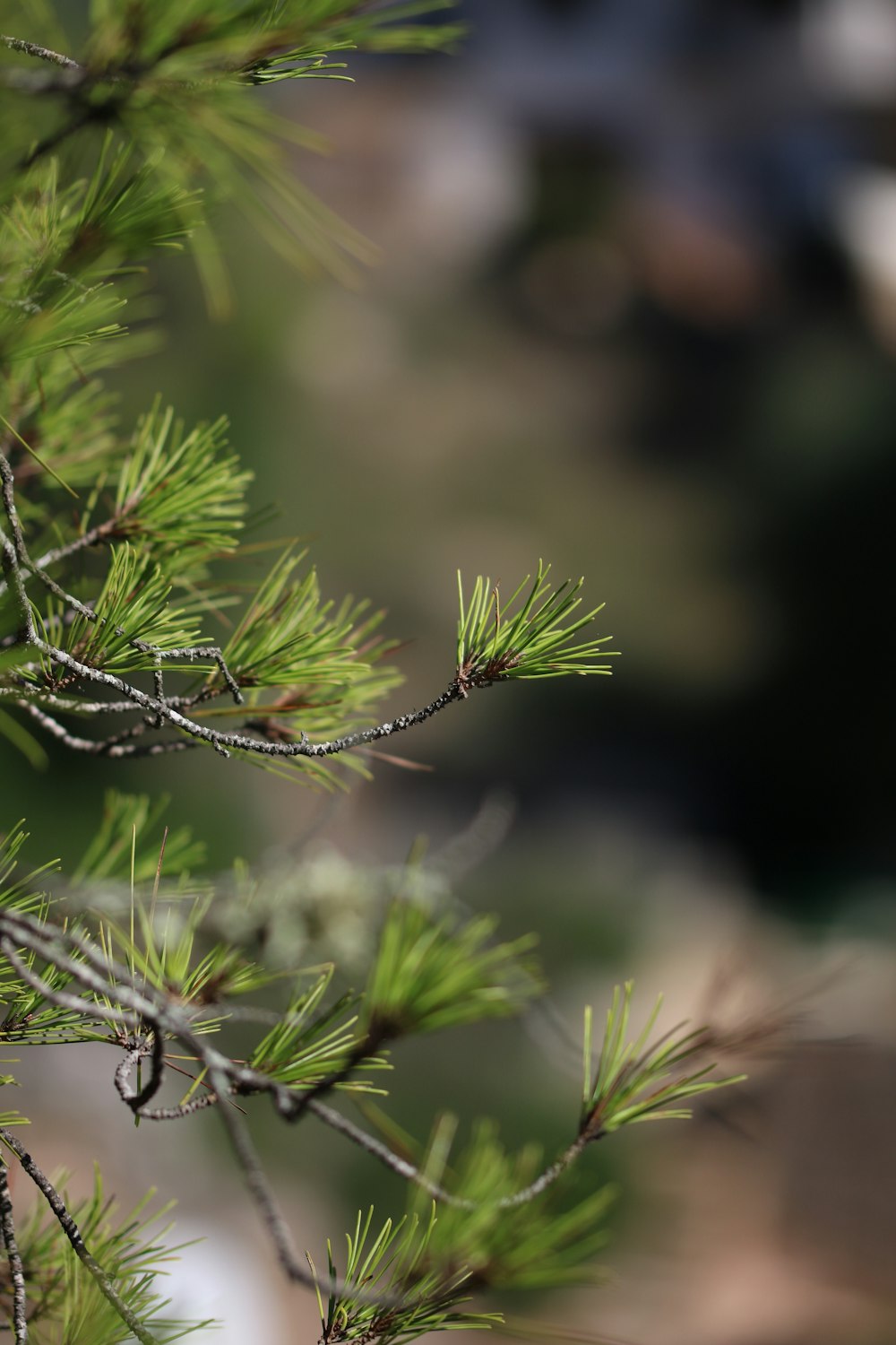 close-up photography of pinetree during daytime