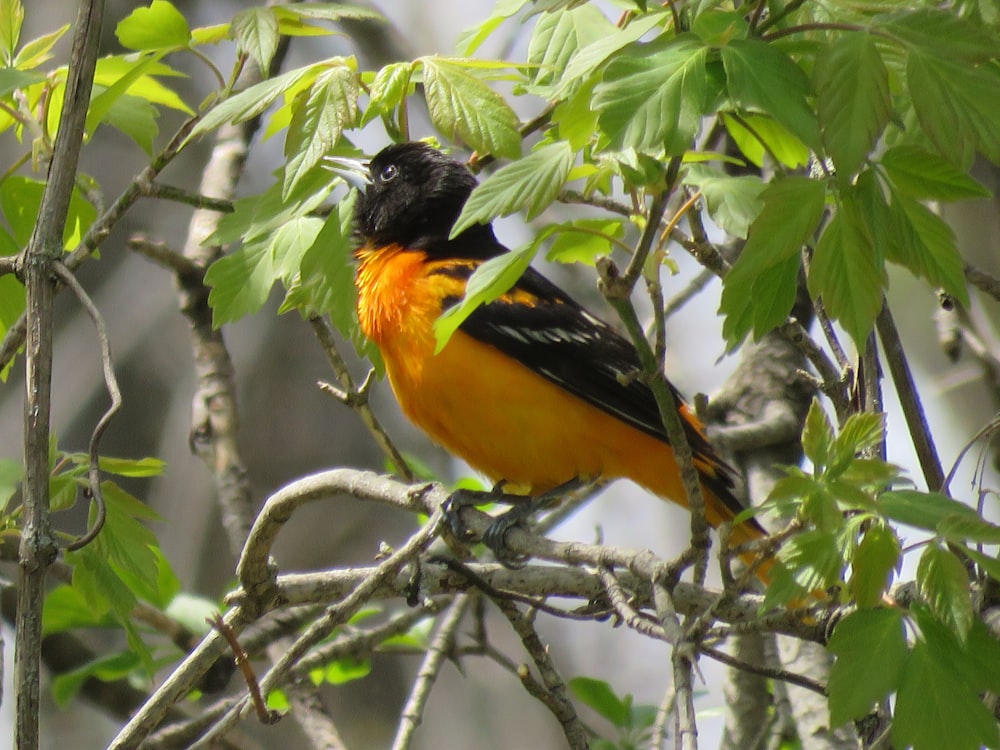 black and brown bridge perching on tree branch