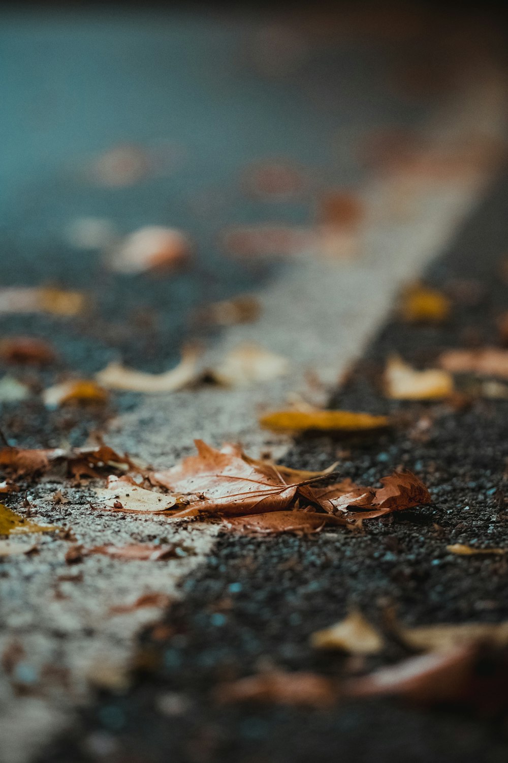 brown leaves on concrete surface