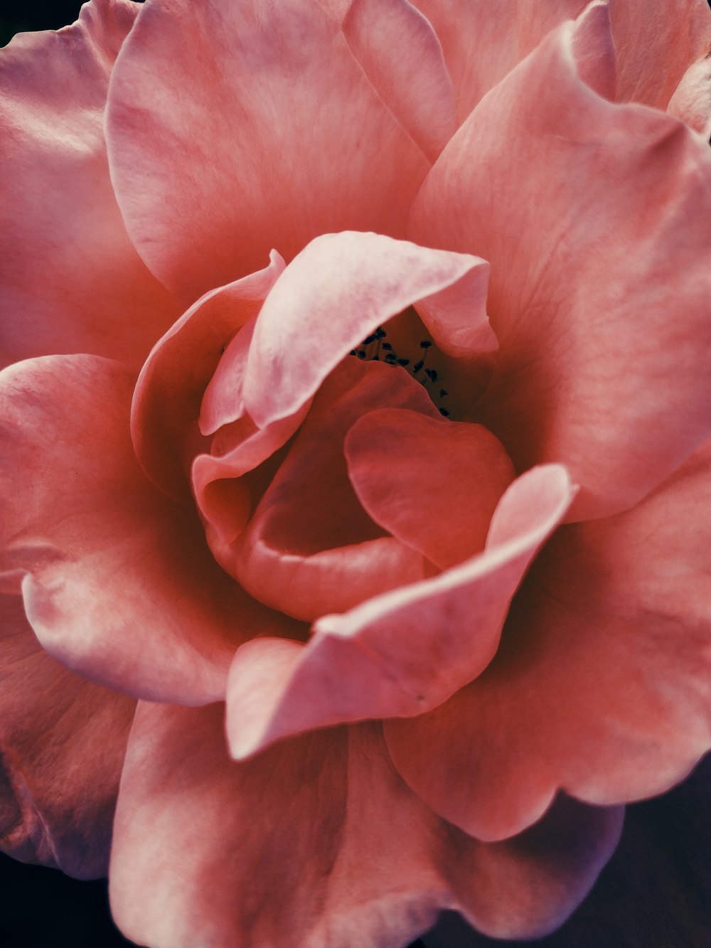 Foto de primer plano de flor rosa