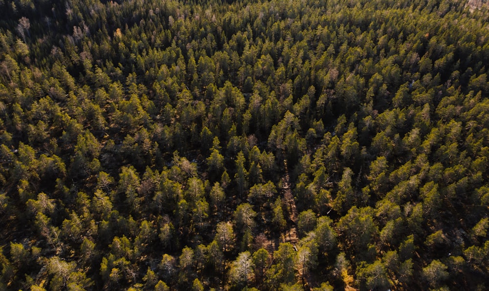 forest trees photograph