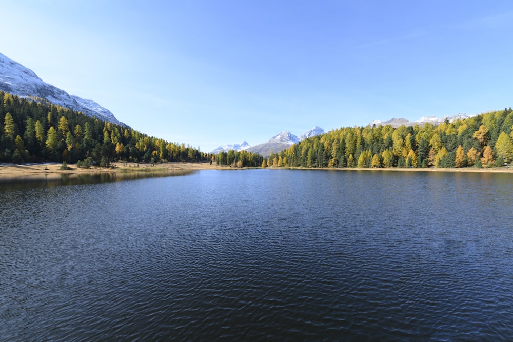 alberi verdi accanto allo specchio d'acqua durante il giorno