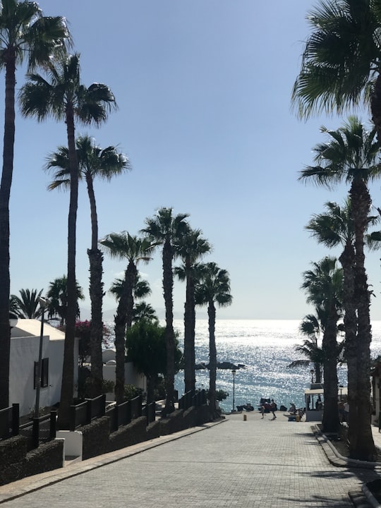 concrete road between palm trees in Canary Islands Spain