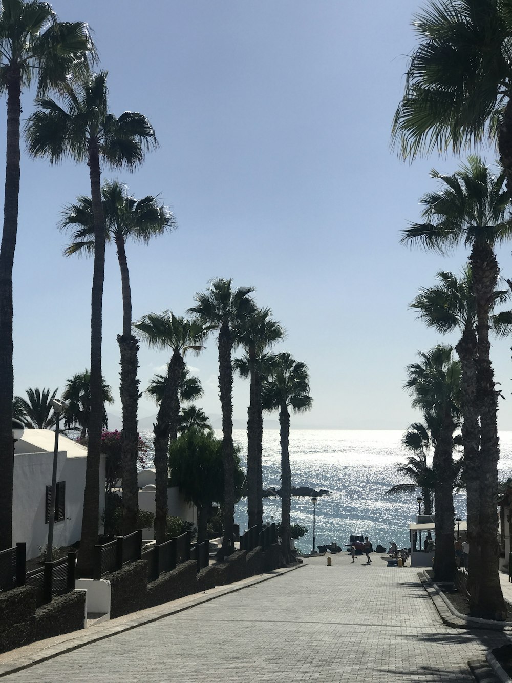 concrete road between palm trees