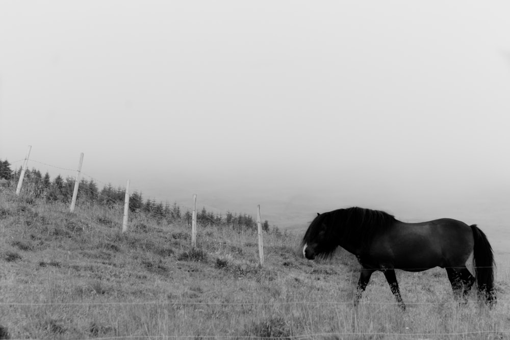 Photographie en niveaux de gris de cheval