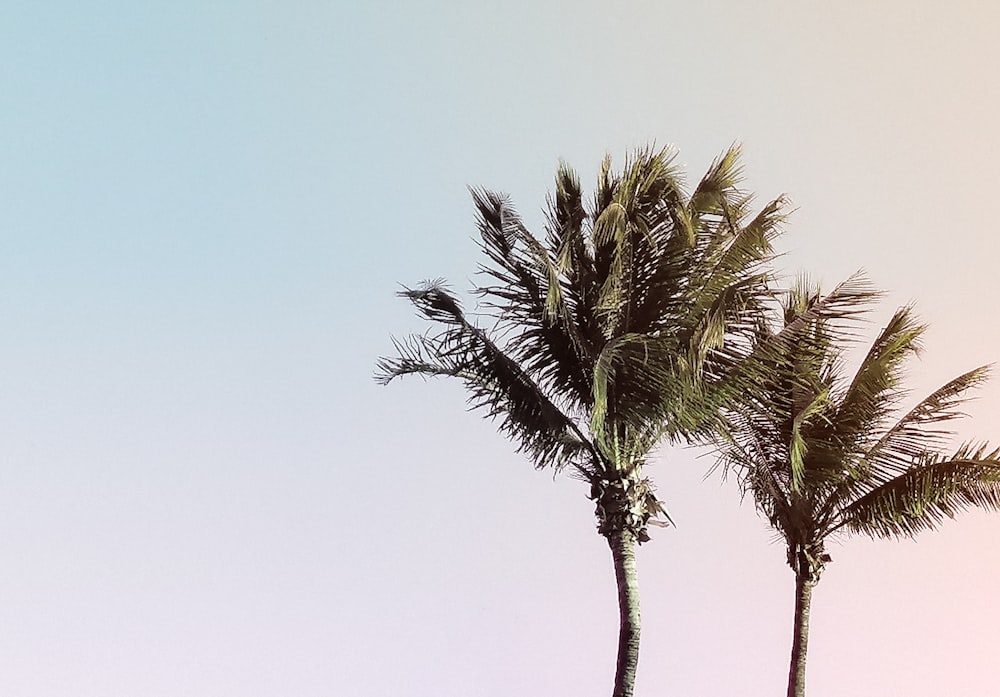 two green coconut trees under a calm blue sky