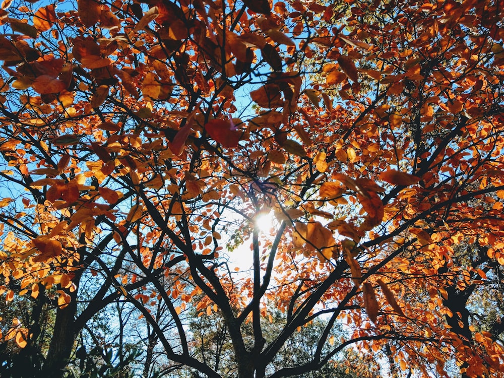 brown-leafed trees