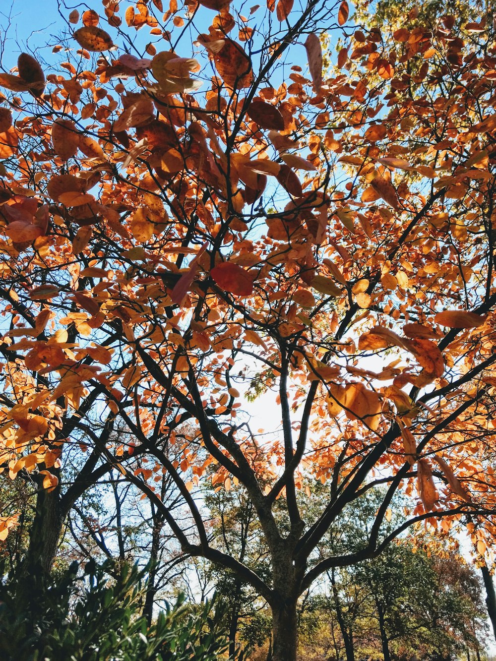 árboles de hojas marrones durante el día