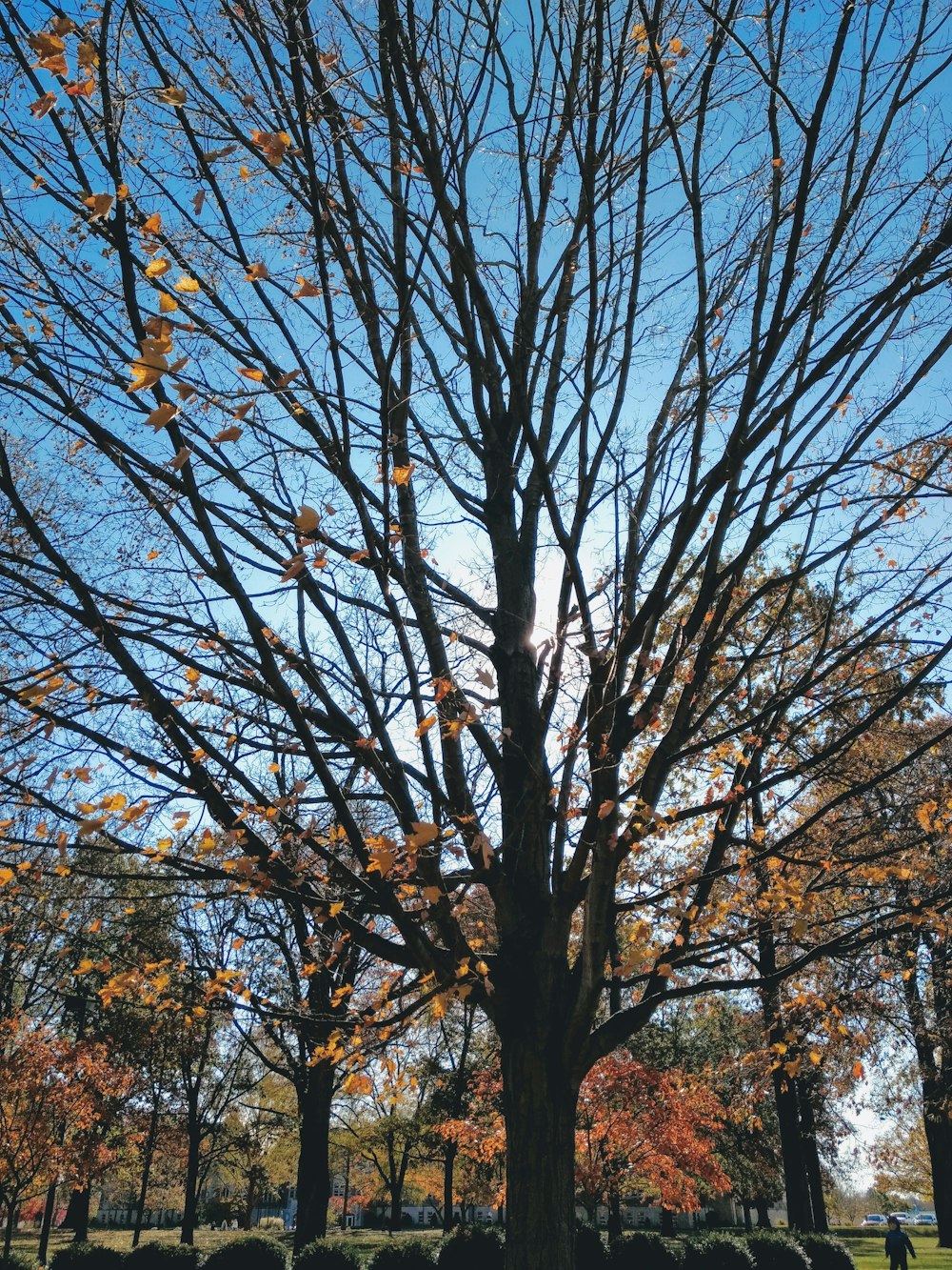 árboles de hojas marrones durante el día