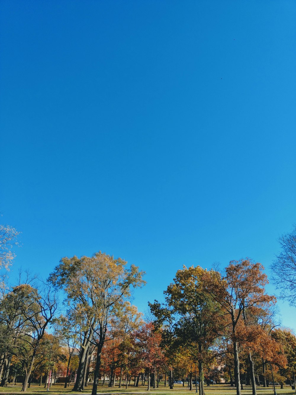 alberi a foglia verde e arancione