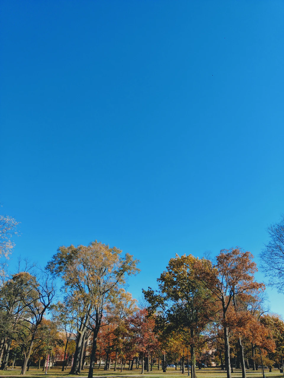 Serene park scene features tall, leafy trees against a clear blue autumn sky