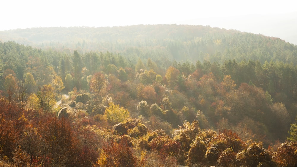 brown and green forest during daytime