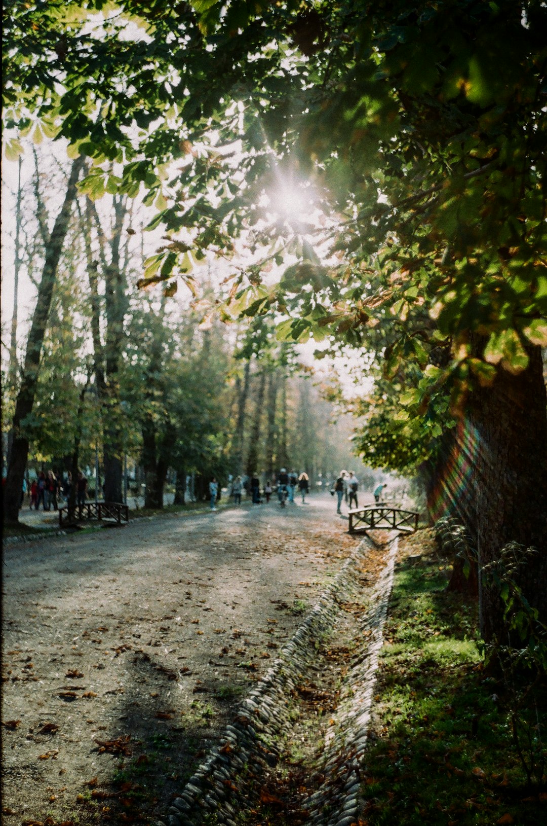 Forest photo spot Central Park Simion BÄƒrnuÅ£iu Cluj-Napoca