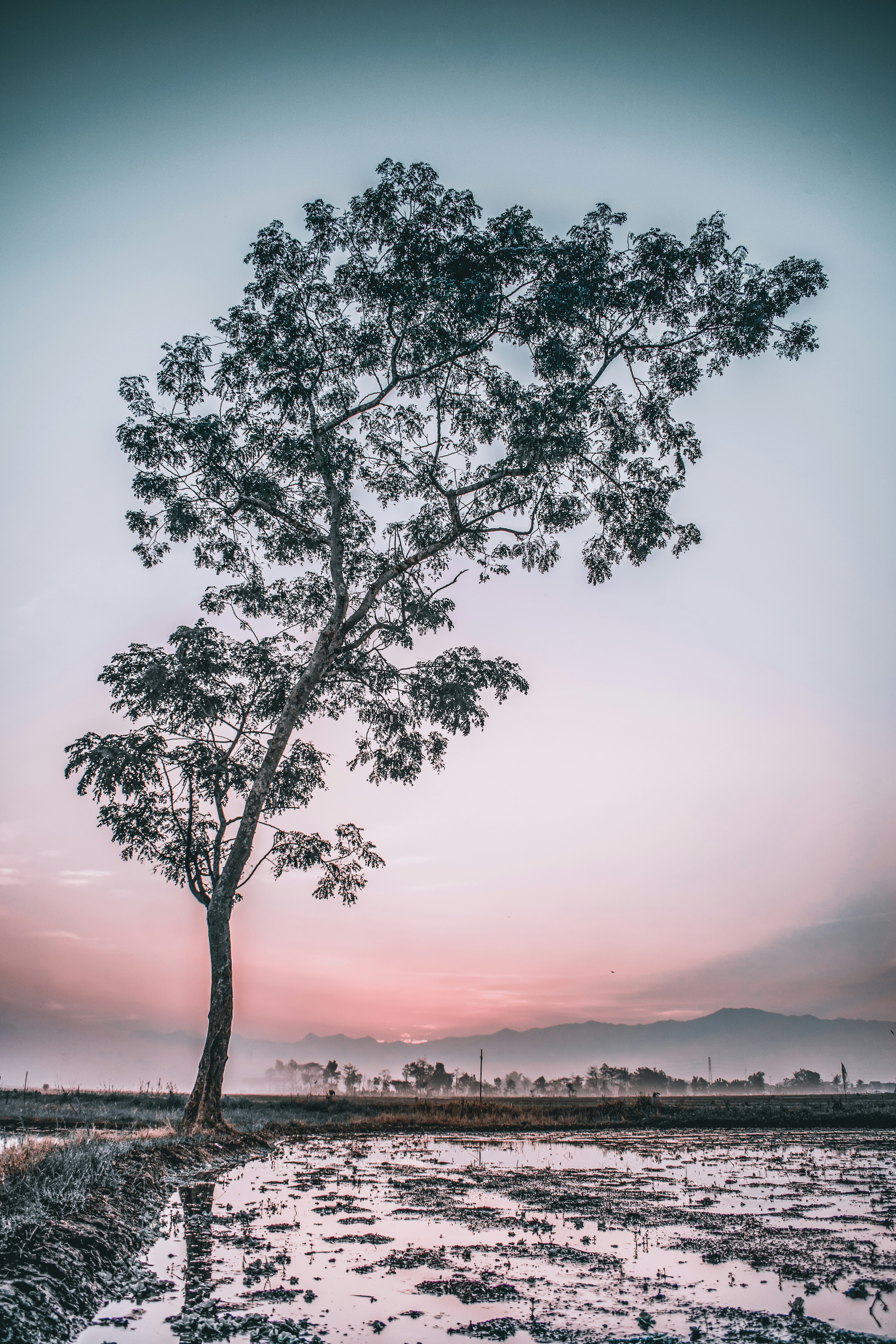 pohon berdaun hijau tunggal