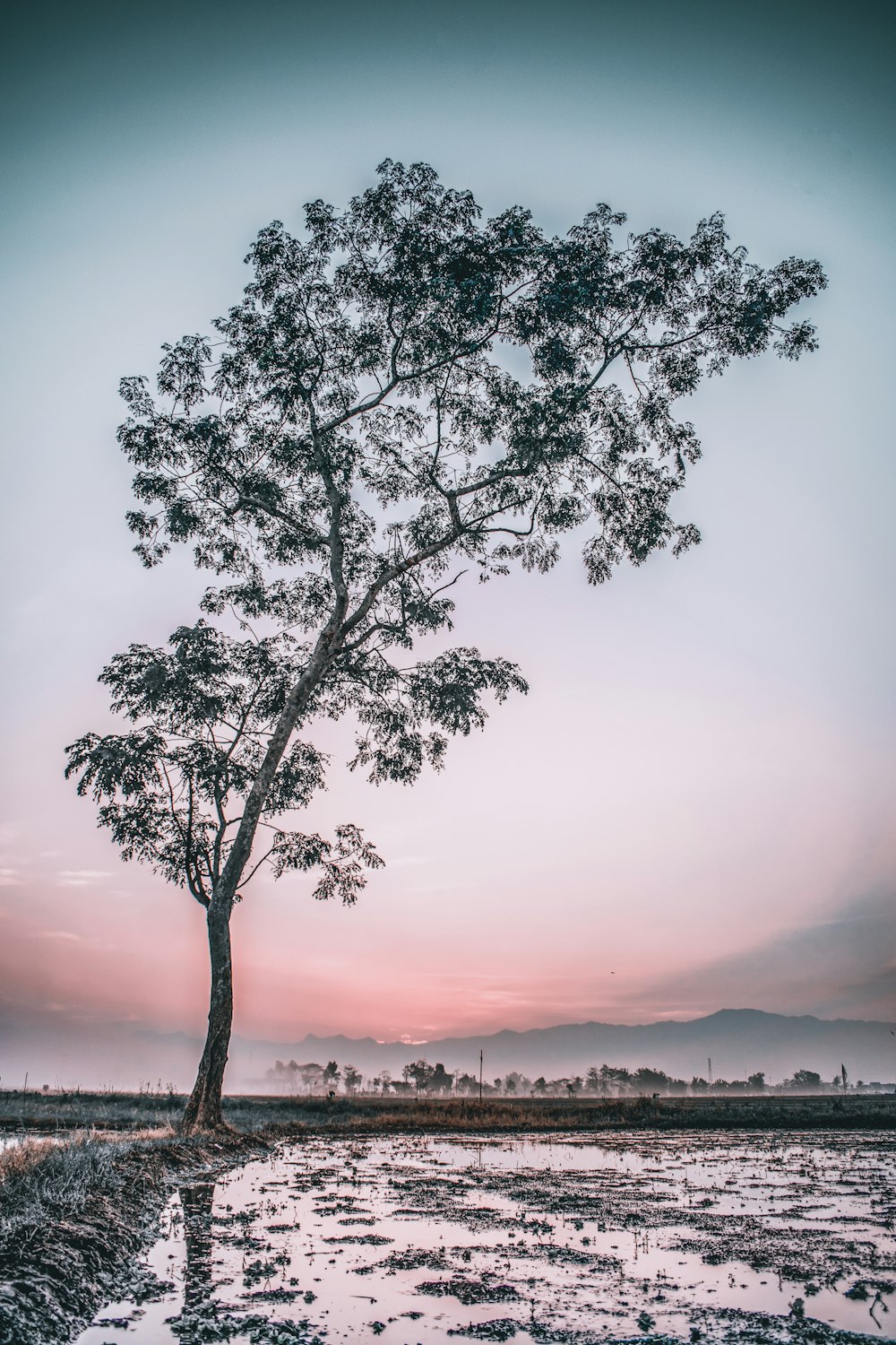 árbol solitario de hoja verde