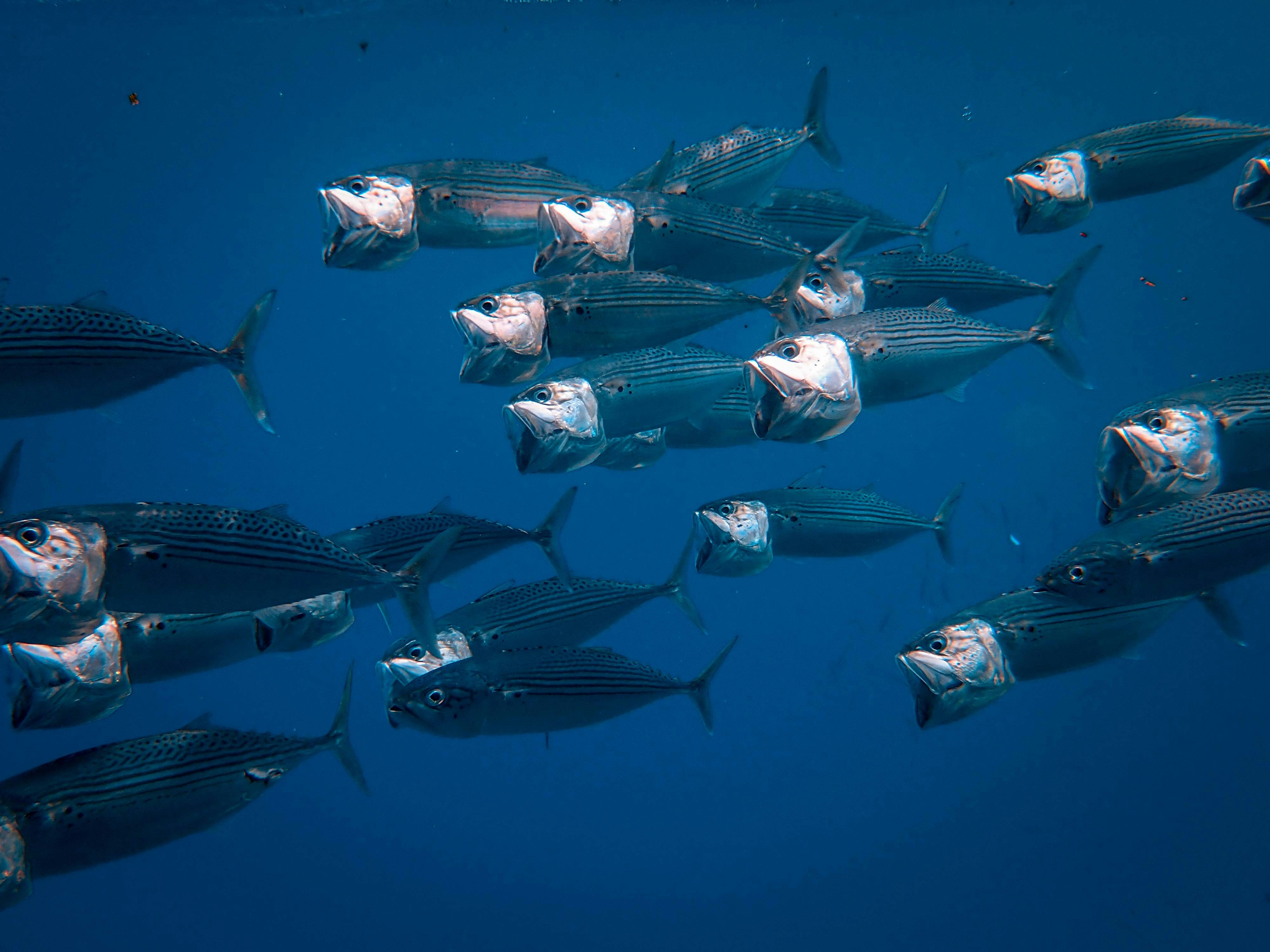 Ale Tuna