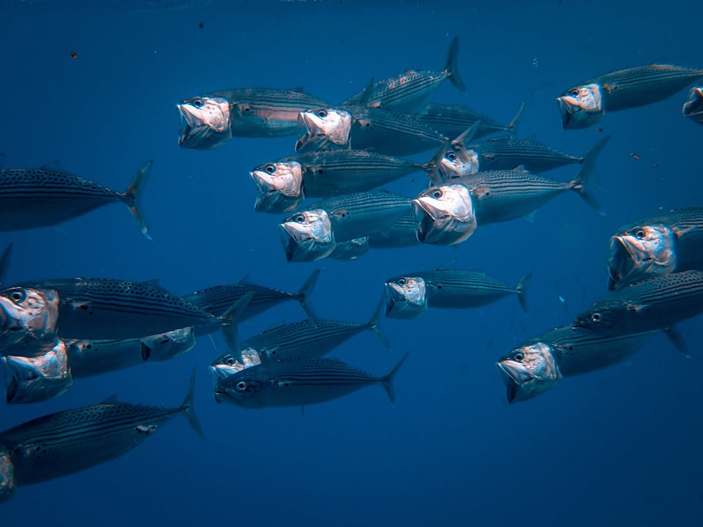 school of gray fishes