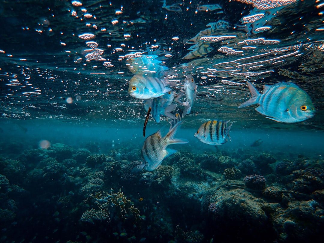 grey and black striped fish underwater