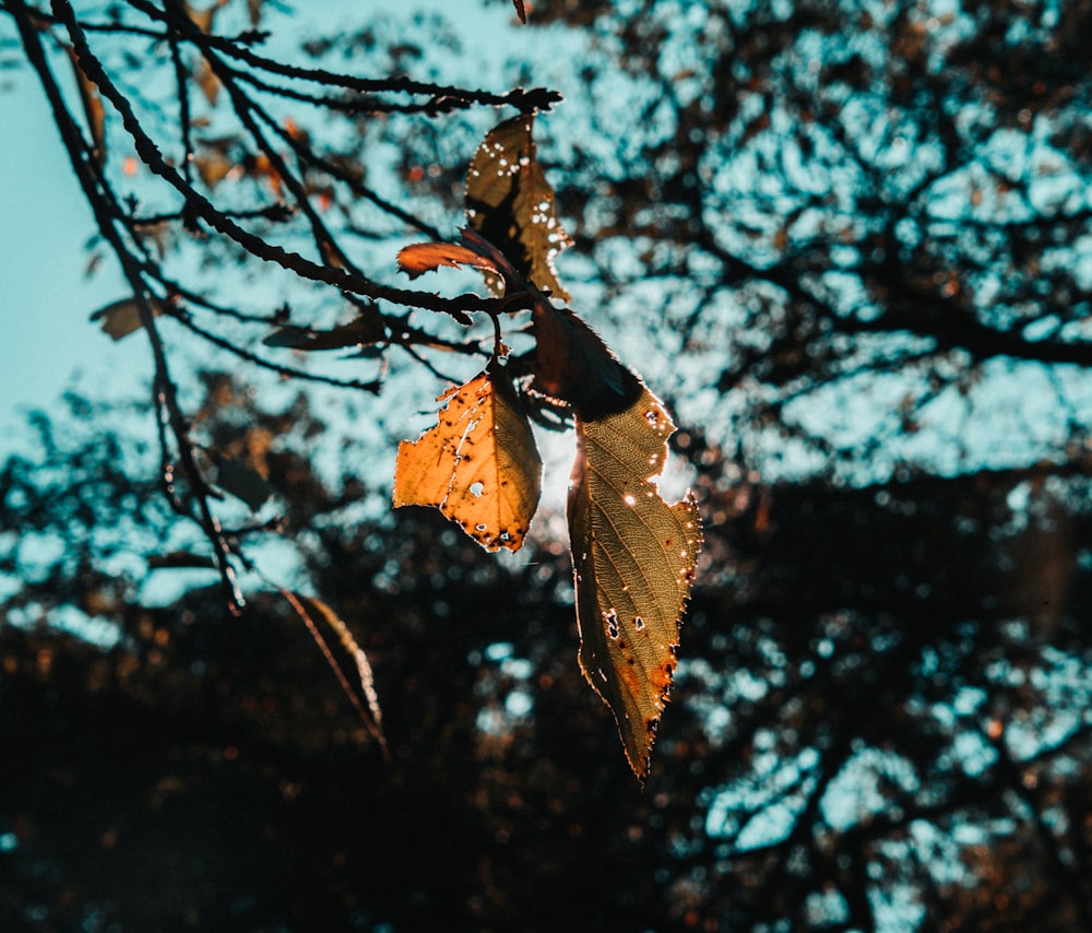 green leafy tree