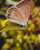 A close-up of a rare butterfly perched delicately on a leaf.