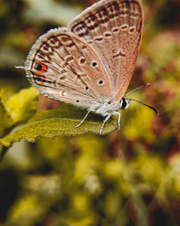 Close-up of a scientist examining a rare butterfly species in its natural habitat.