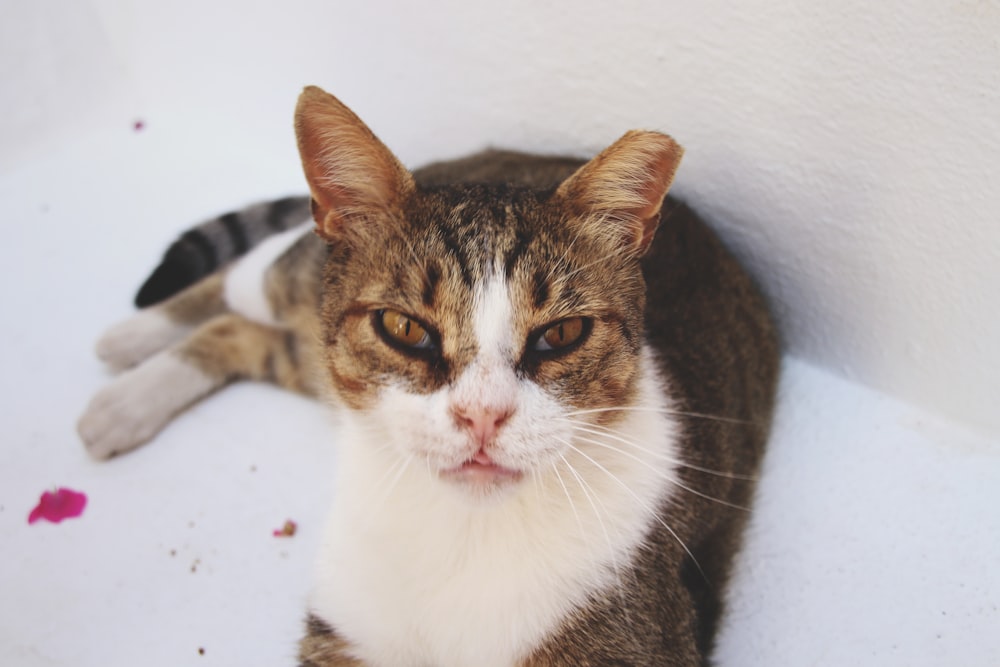 white and brown tabby cat