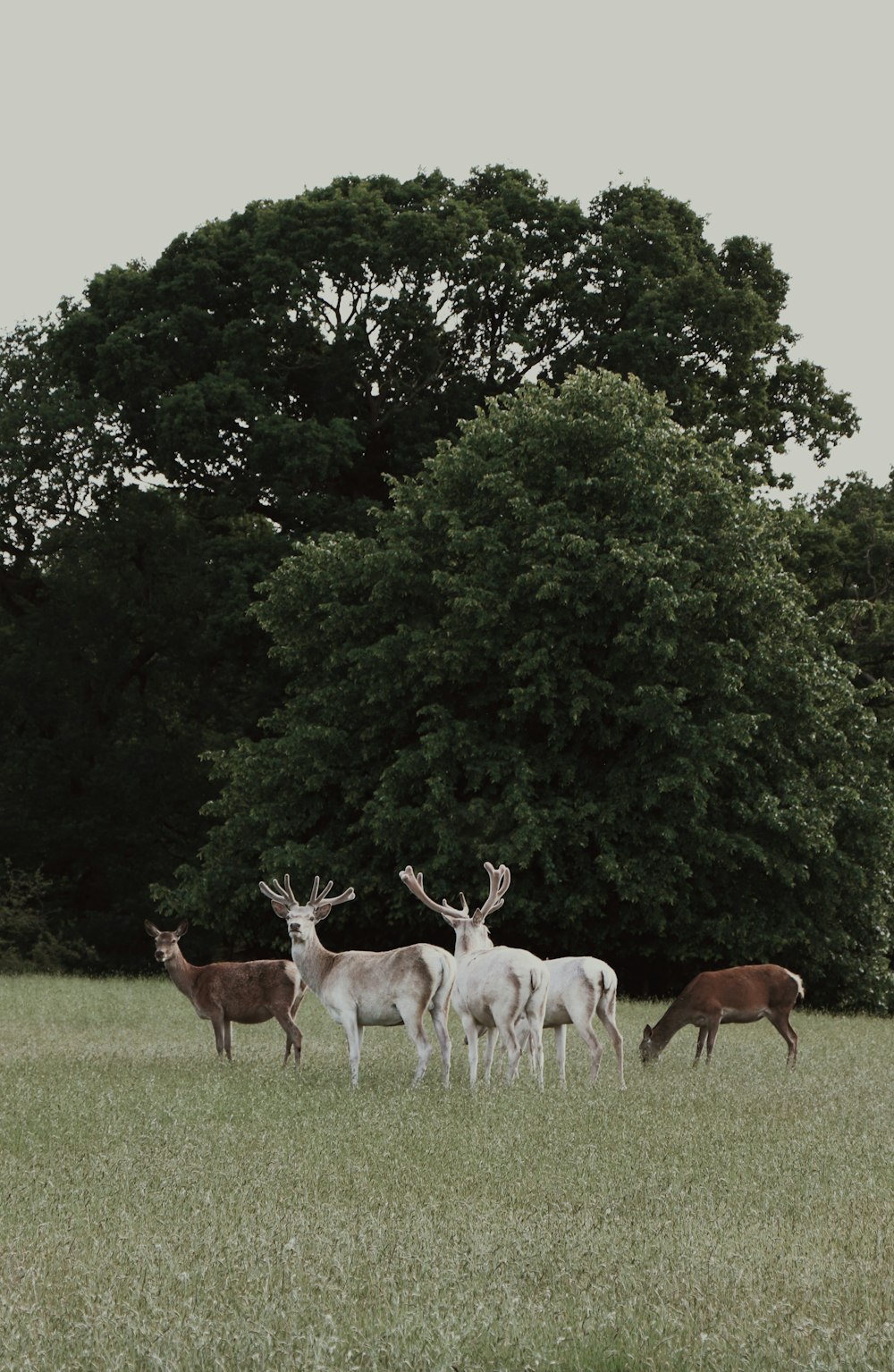 herd of deer on field