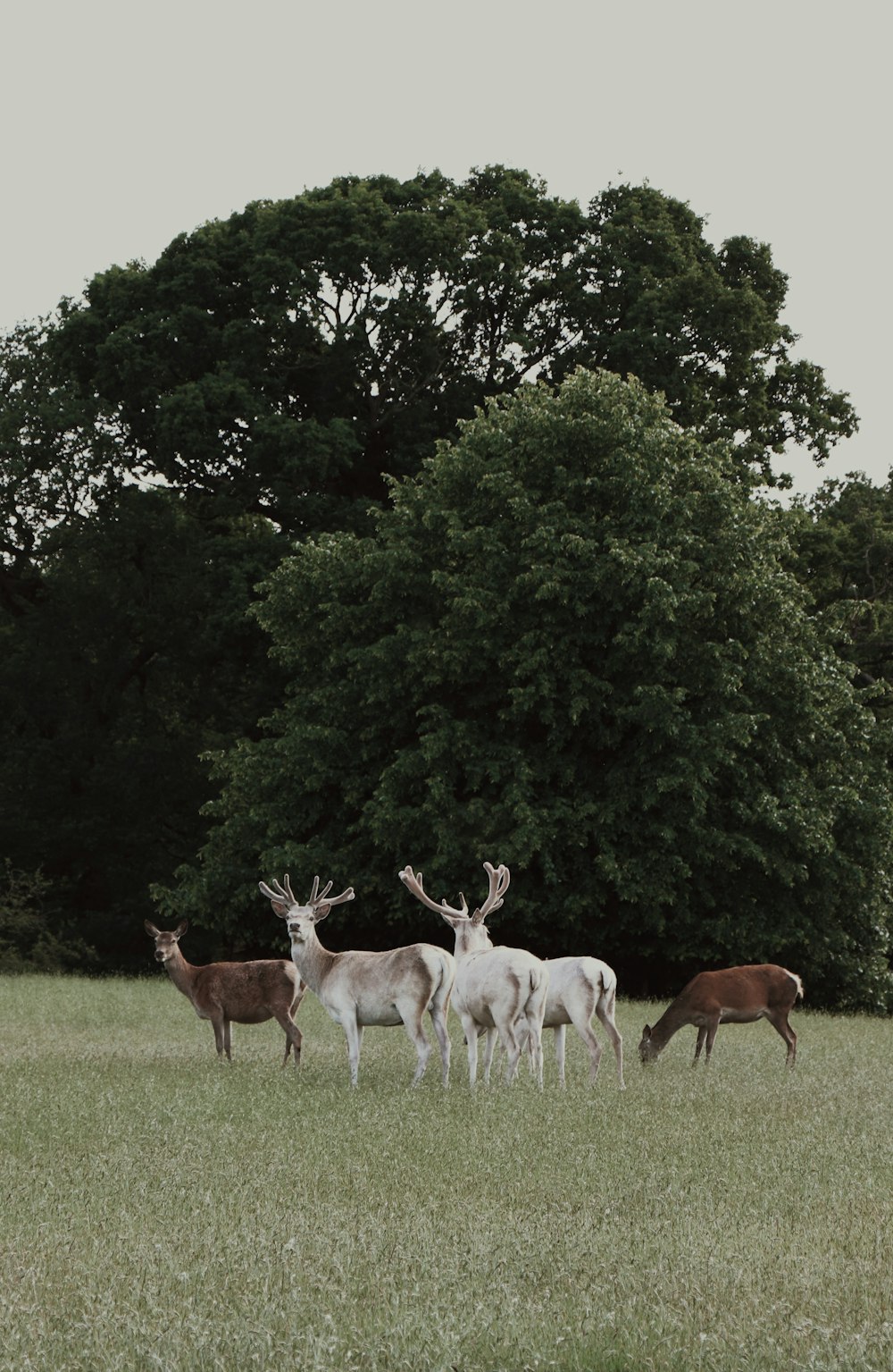 troupeau de cerfs sur le terrain