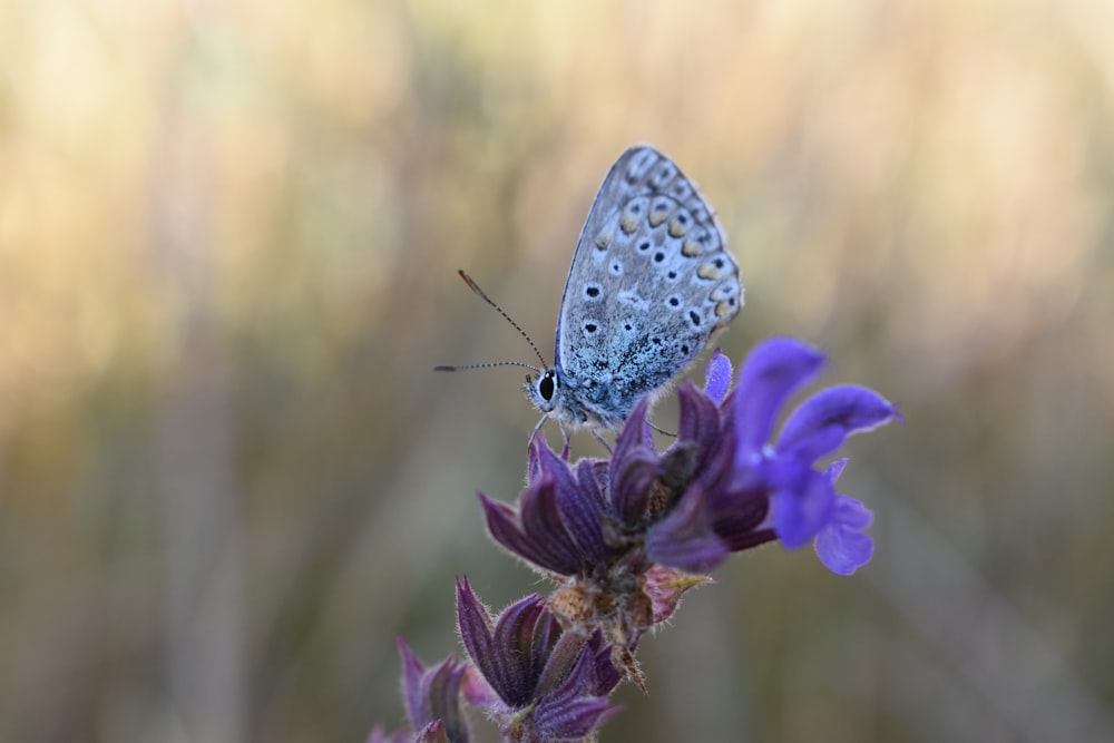 white and black butterfly perching on purple petal flower