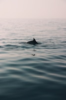 dolphin commonly found feeding in the shallow flats of the Choctawhatchee bay. 
