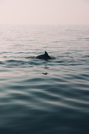 dolphin commonly found feeding in the shallow flats of the Choctawhatchee bay. 
