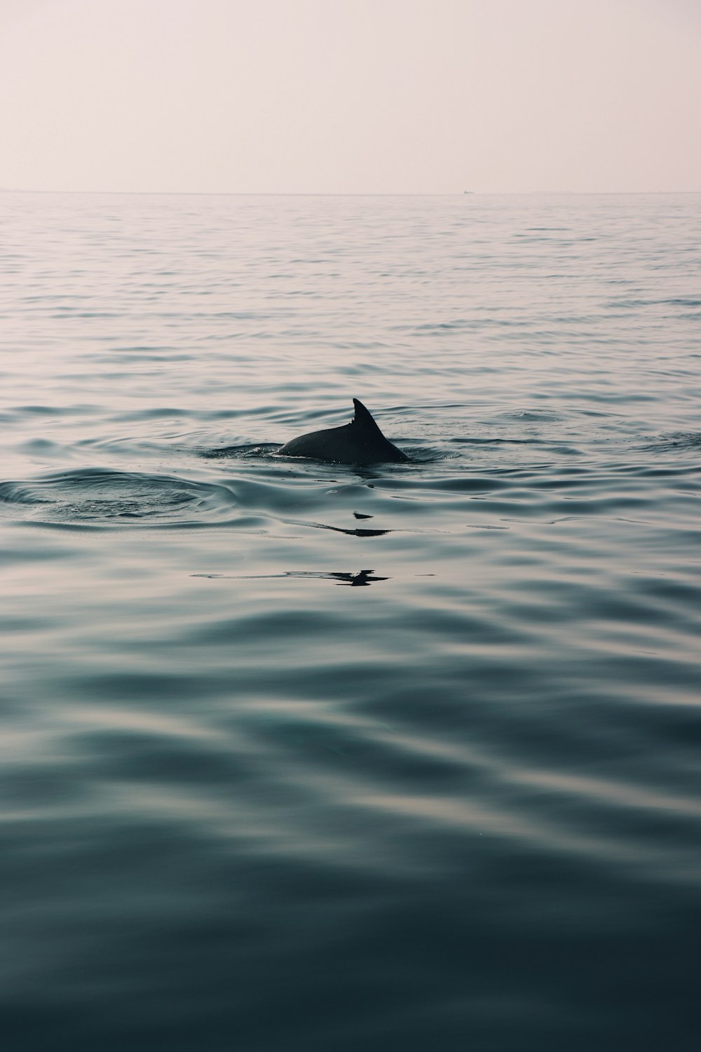 dolphin on calm water during daytime