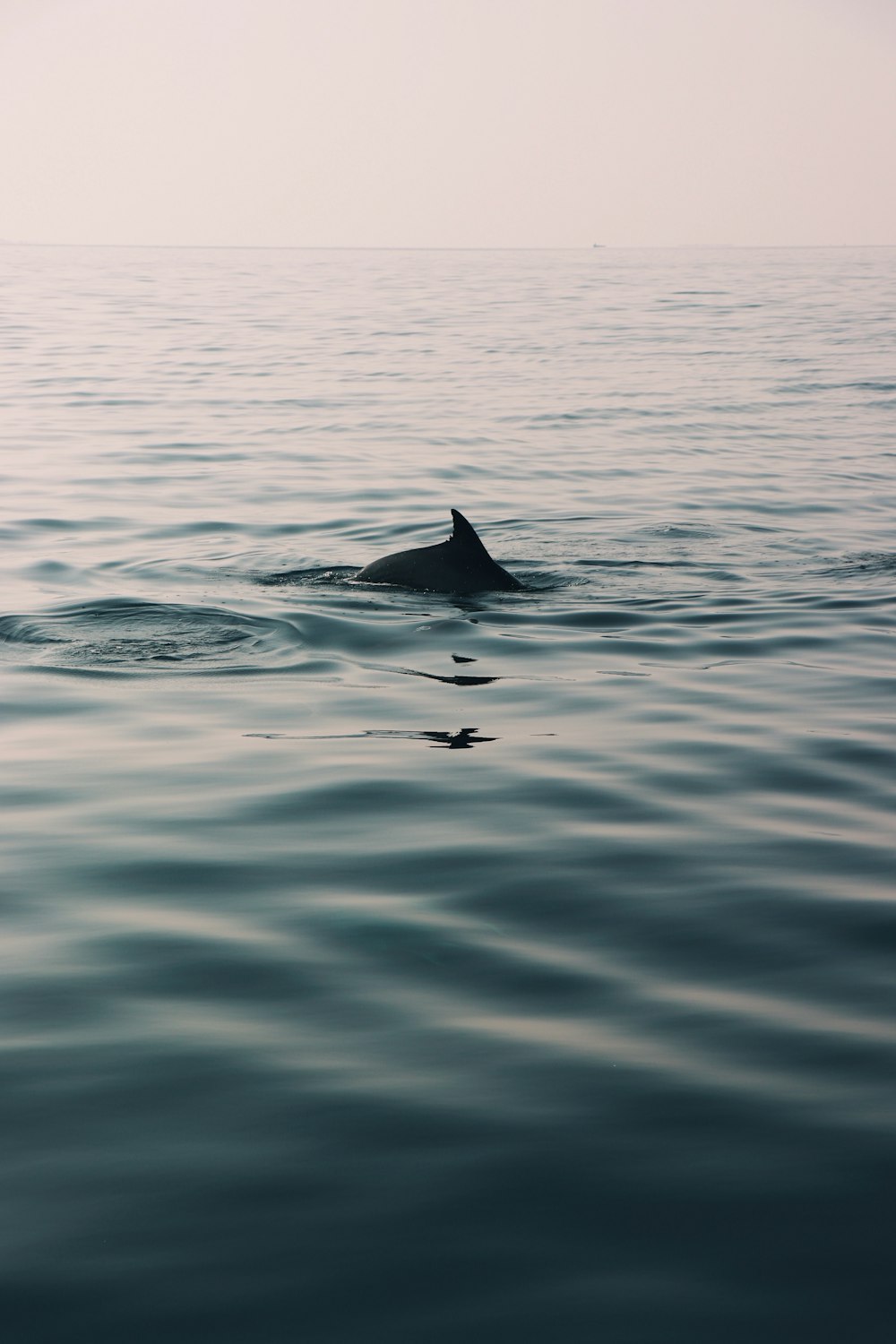 Dauphin sur l’eau calme pendant la journée